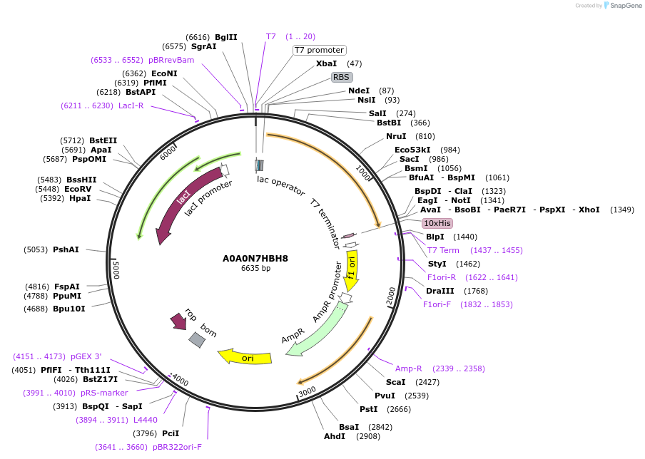 163297-plasmid-map-sequence-id-354324