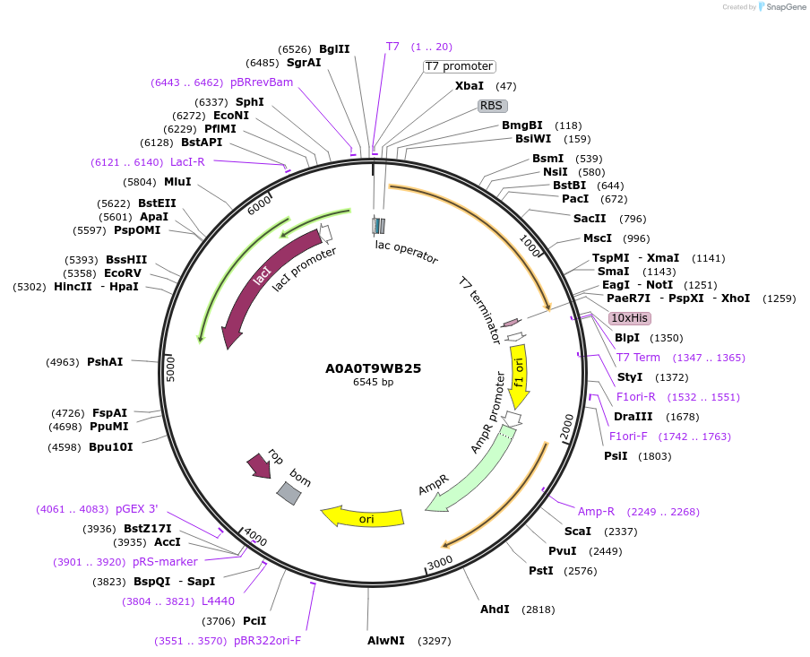 163264-plasmid-map-sequence-id-354325