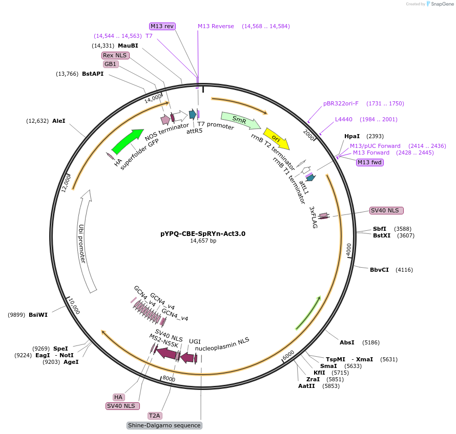 178958-plasmid-map-sequence-id-354326