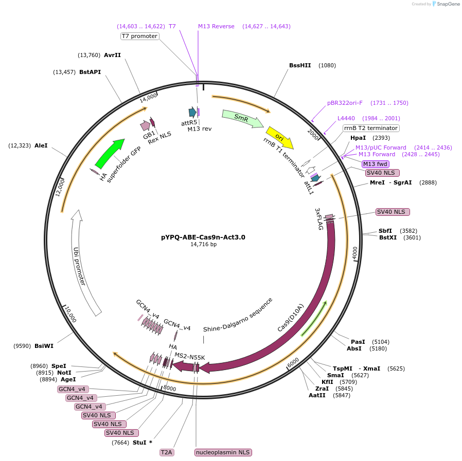 178956-plasmid-map-sequence-id-354328