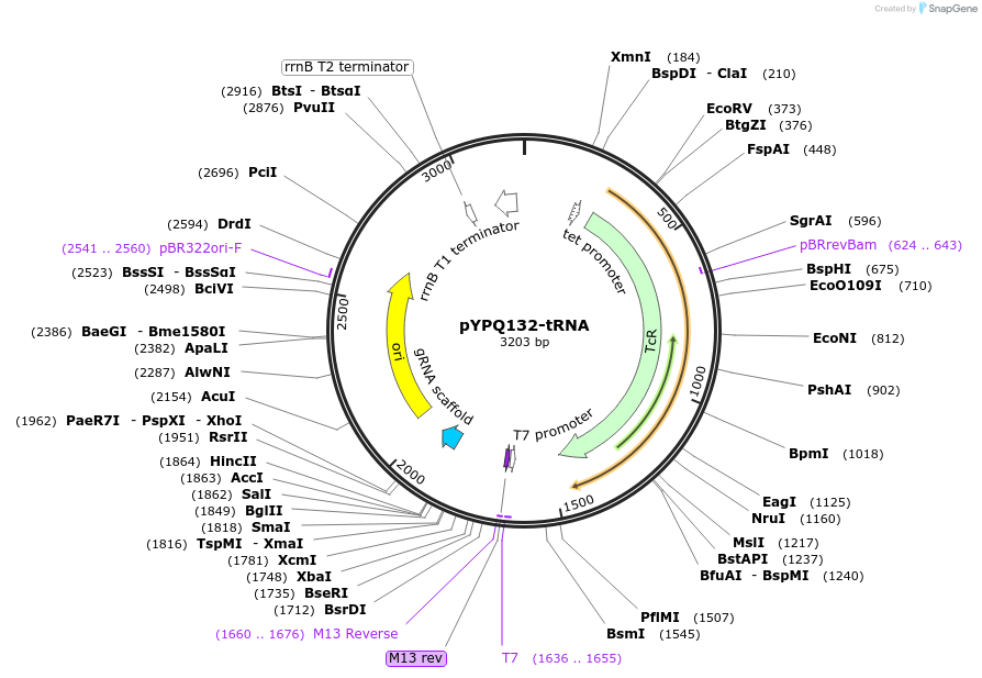 179211-plasmid-map-sequence-id-354329