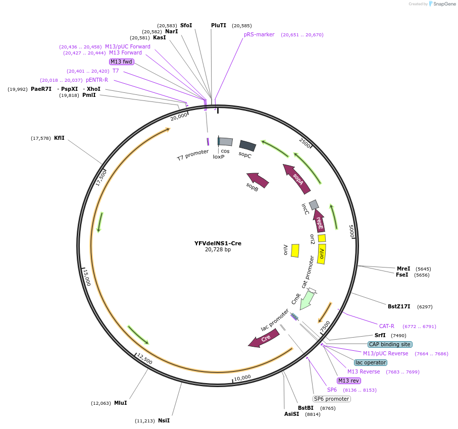 179952-plasmid-map-sequence-id-354333