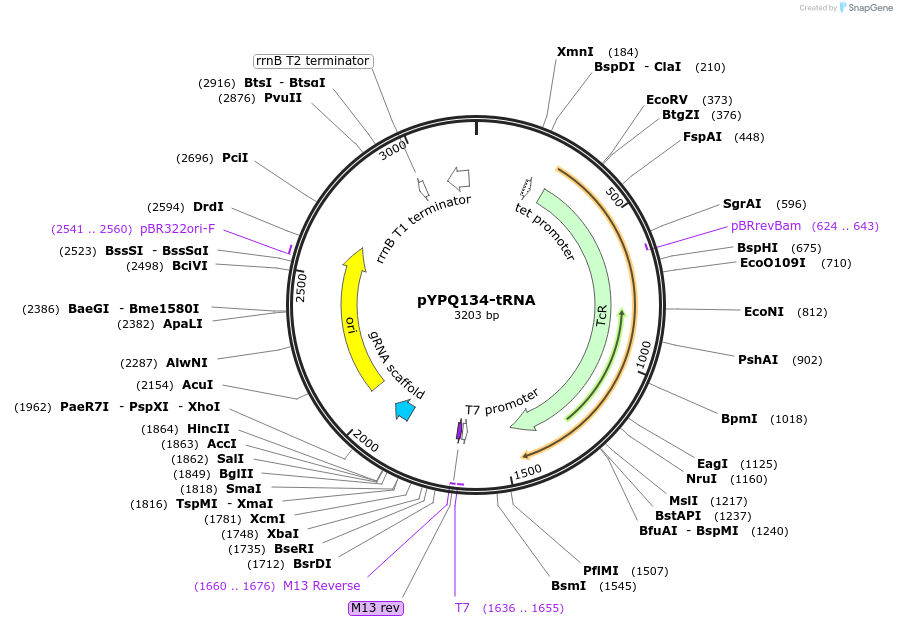 179213-plasmid-map-sequence-id-354334