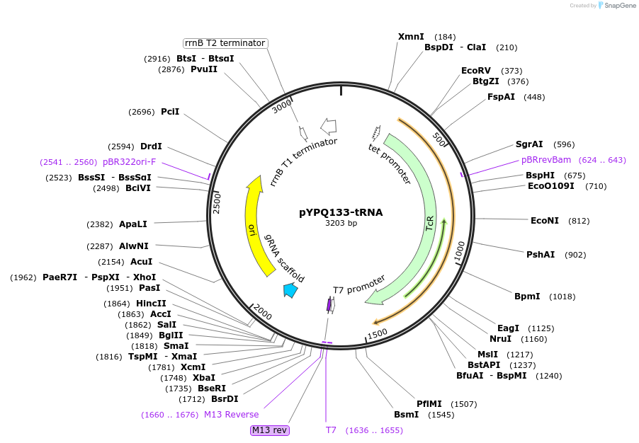 179212-plasmid-map-sequence-id-354335