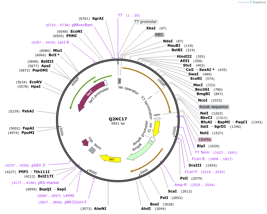 163286-plasmid-map-sequence-id-354336