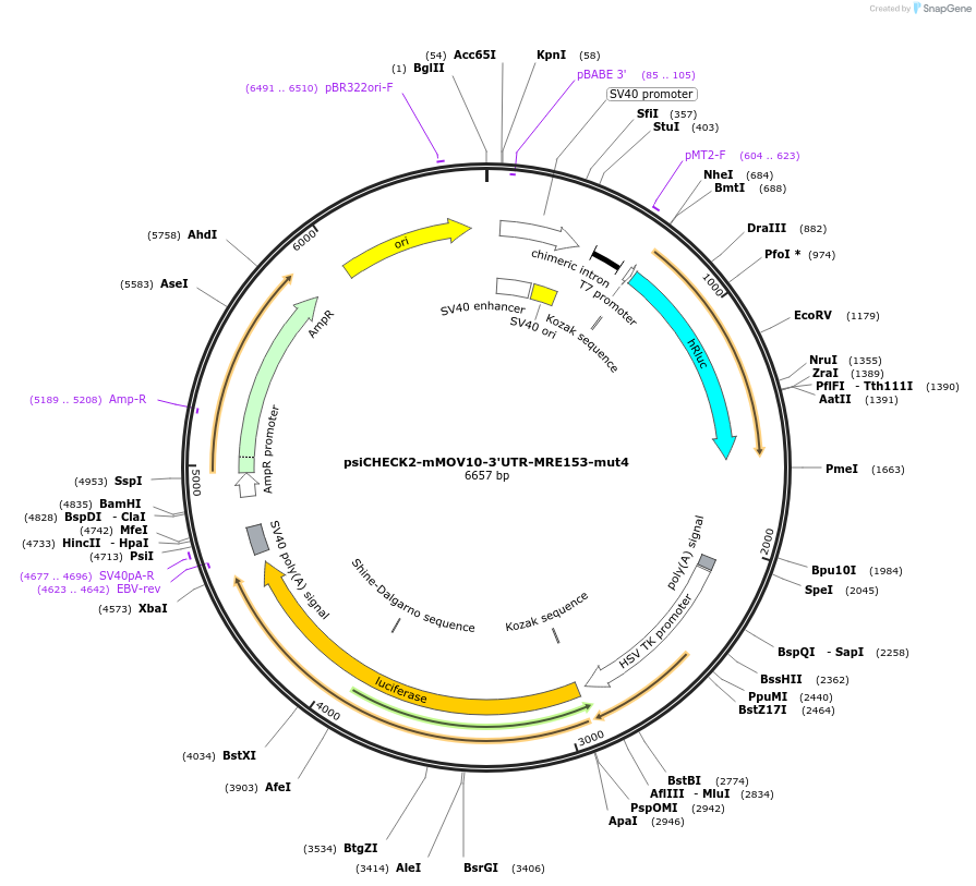 178909-plasmid-map-sequence-id-354338