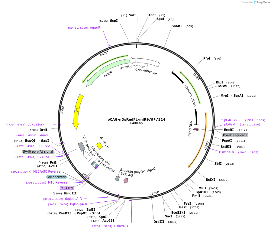 177807-plasmid-map-sequence-id-354349