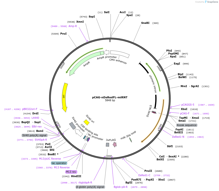 177808-plasmid-map-sequence-id-354350