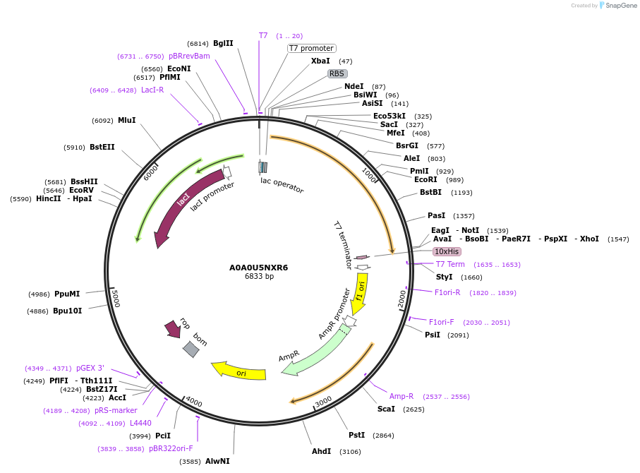 163265-plasmid-map-sequence-id-354351