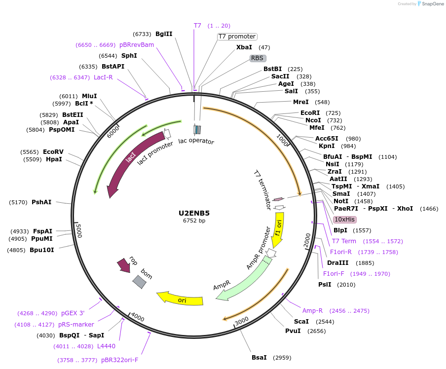 163292-plasmid-map-sequence-id-354353