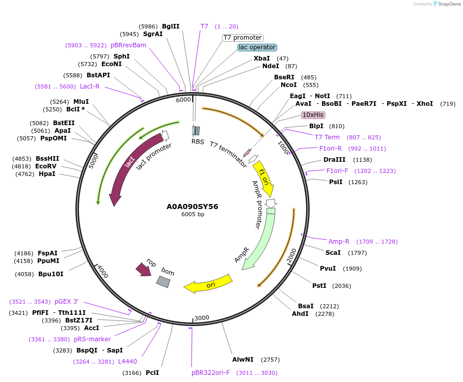 163256-plasmid-map-sequence-id-354357