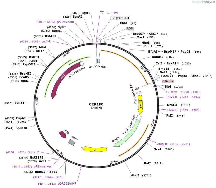 163272-plasmid-map-sequence-id-354358