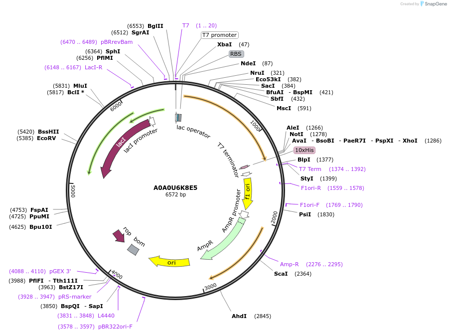 163266-plasmid-map-sequence-id-354359