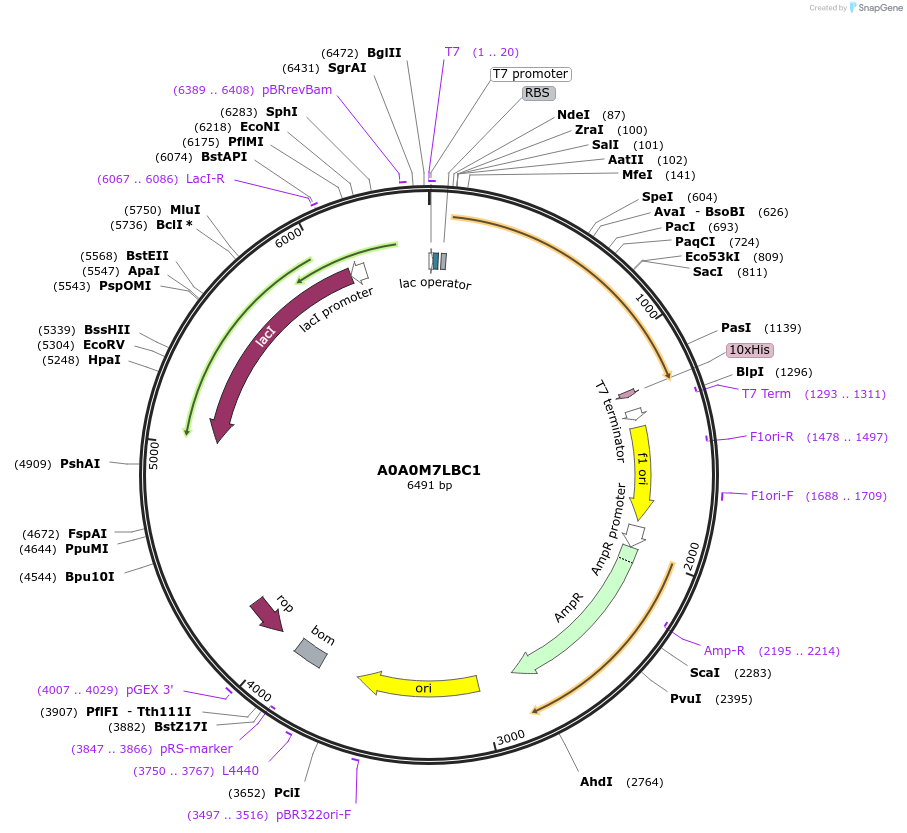 163181-plasmid-map-sequence-id-354361