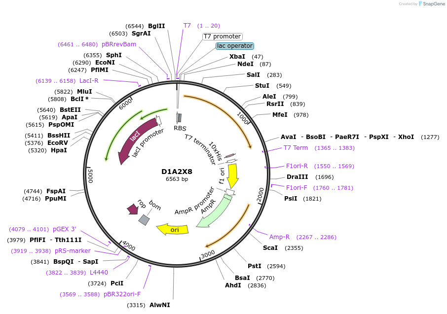 163273-plasmid-map-sequence-id-354362