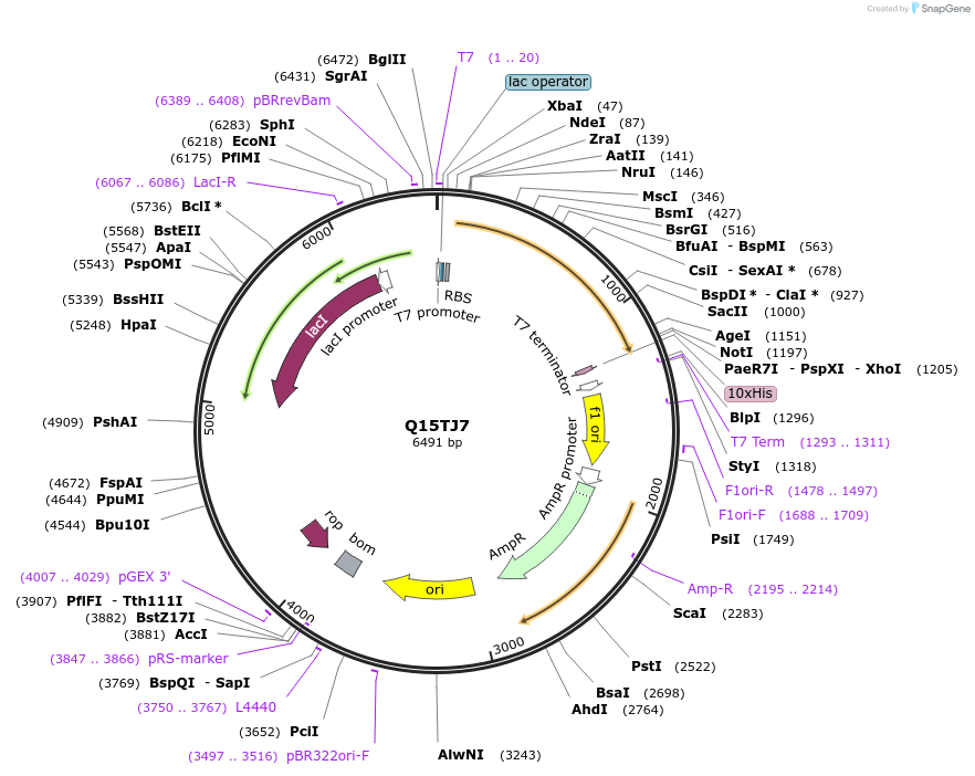 163285-plasmid-map-sequence-id-354366