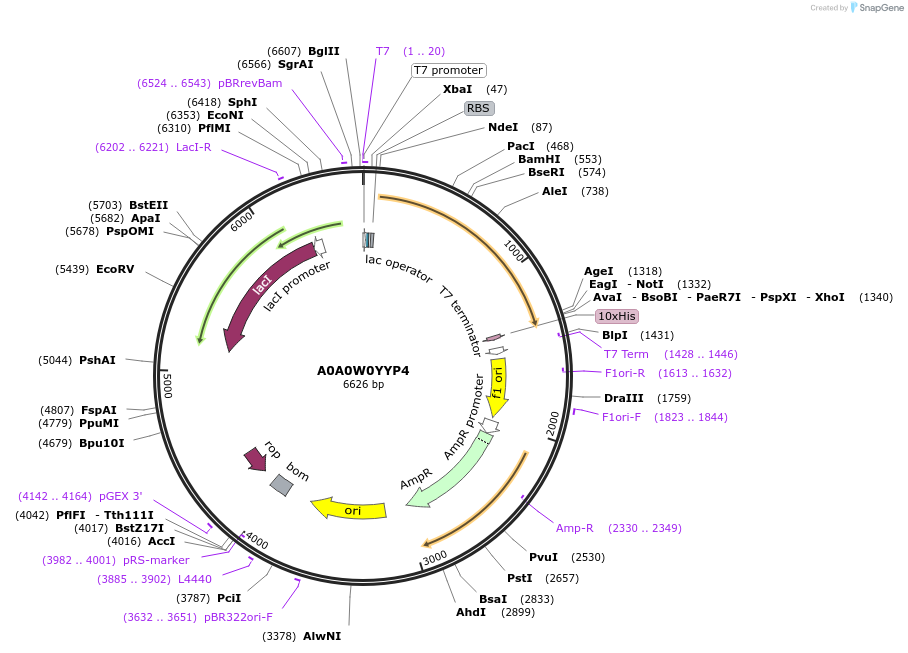 163267-plasmid-map-sequence-id-354367