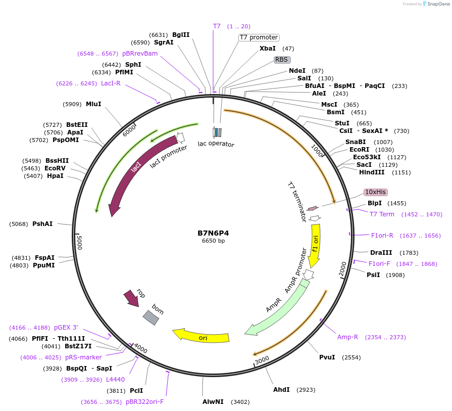 163180-plasmid-map-sequence-id-354370