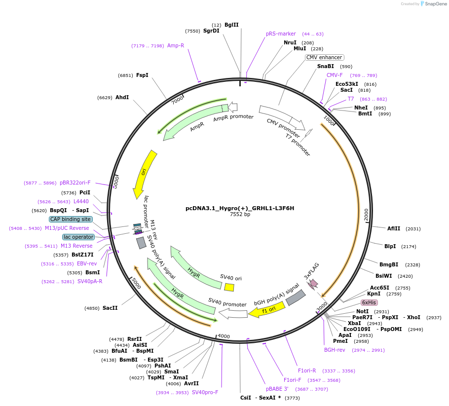 177765-plasmid-map-sequence-id-354372