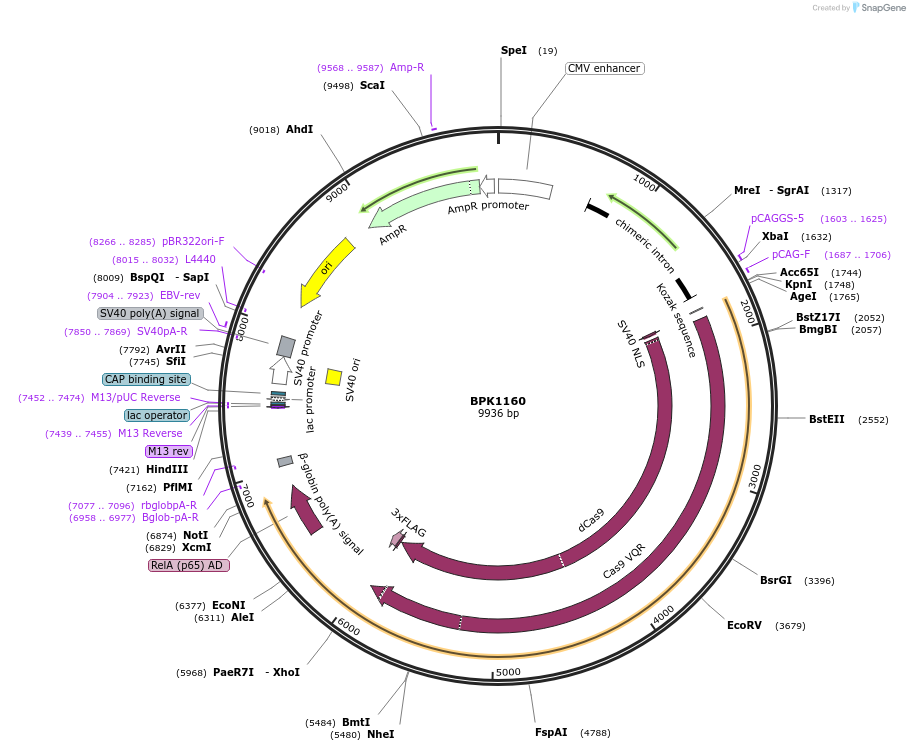 179298-plasmid-map-sequence-id-354375