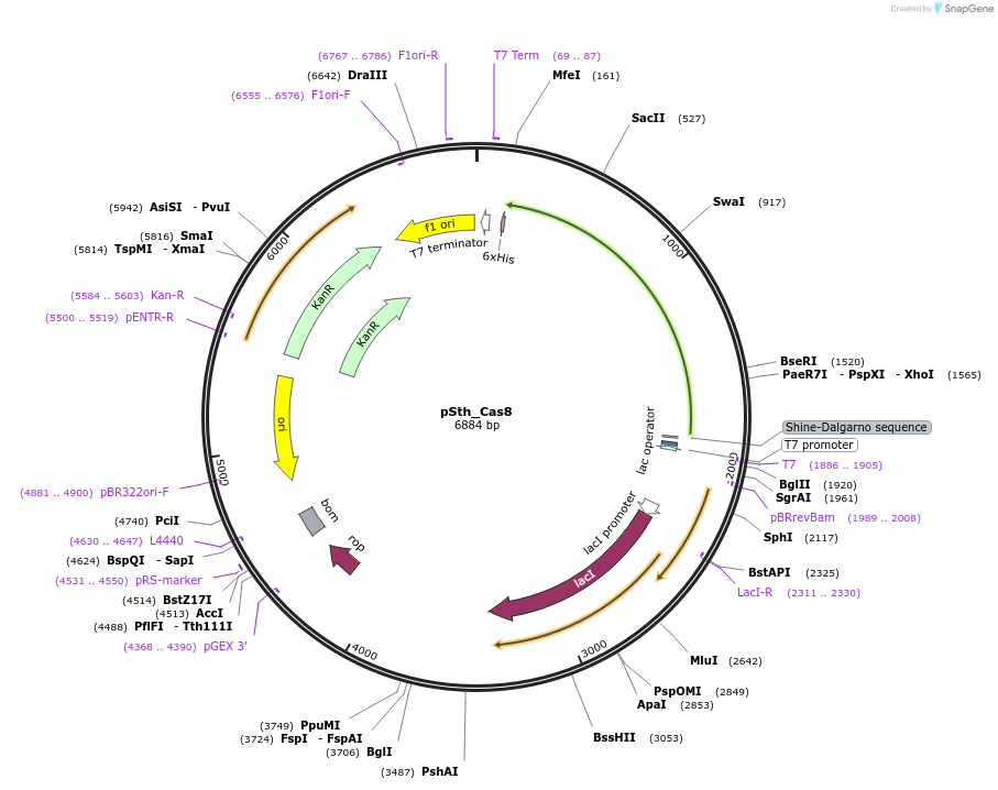 178776-plasmid-map-sequence-id-354384