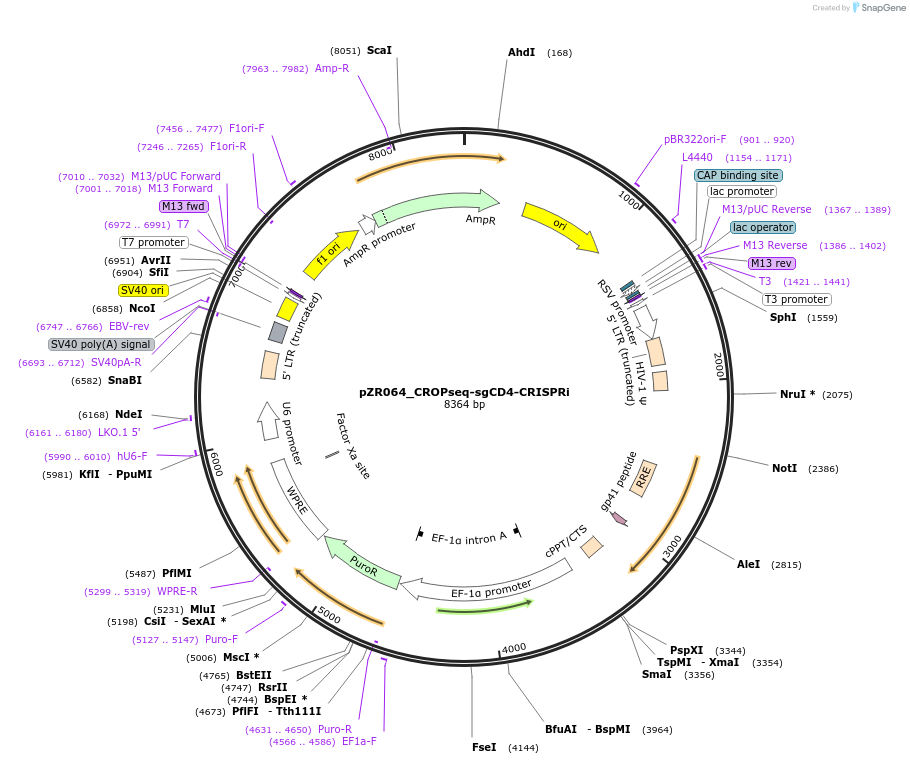 180270-plasmid-map-sequence-id-354387