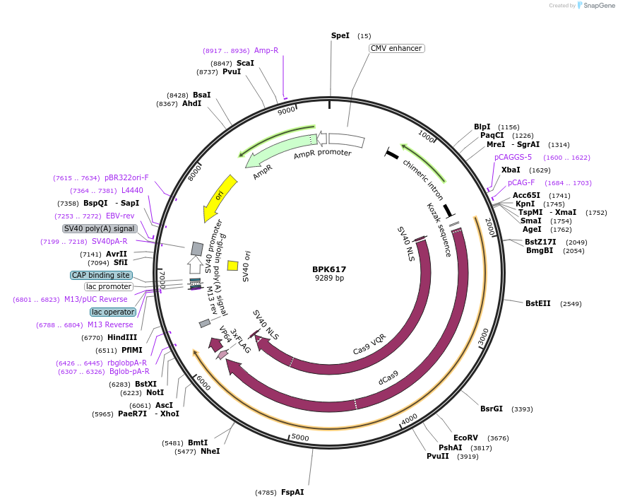 179297-plasmid-map-sequence-id-354389