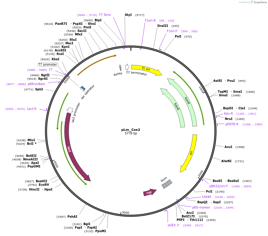 178748-plasmid-map-sequence-id-354390