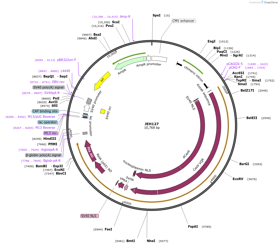 179299-plasmid-map-sequence-id-354392