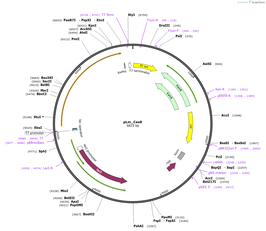 178747-plasmid-map-sequence-id-354395