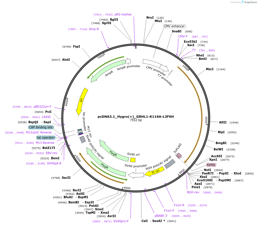 177769-plasmid-map-sequence-id-354396