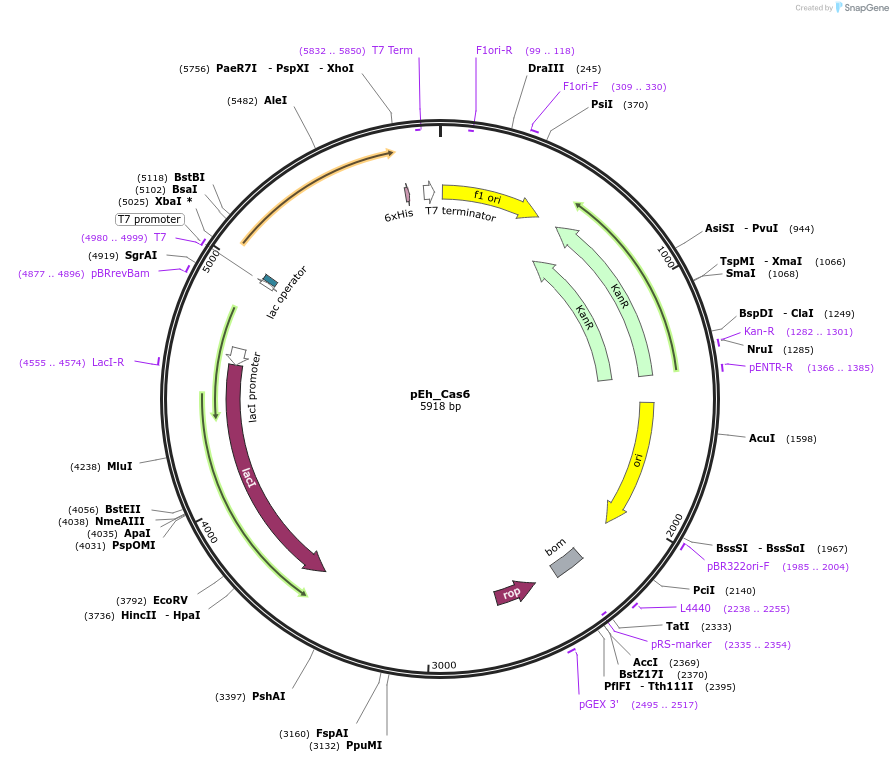 178756-plasmid-map-sequence-id-354398