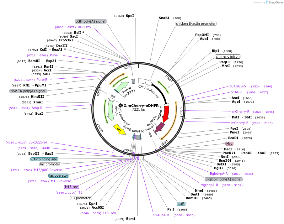176201-plasmid-map-sequence-id-354399