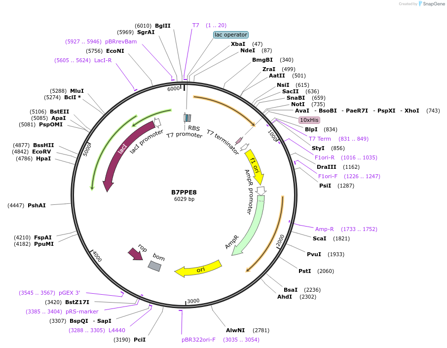 163268-plasmid-map-sequence-id-354400