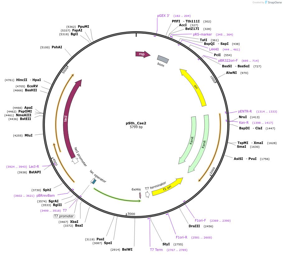 178777-plasmid-map-sequence-id-354401