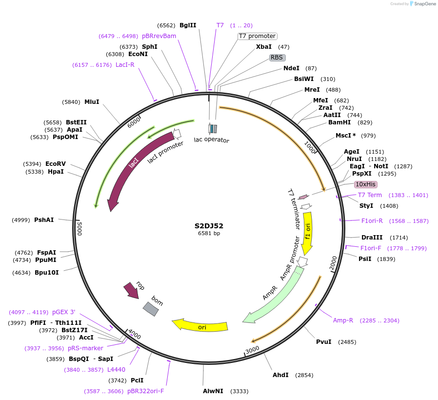 163291-plasmid-map-sequence-id-354403