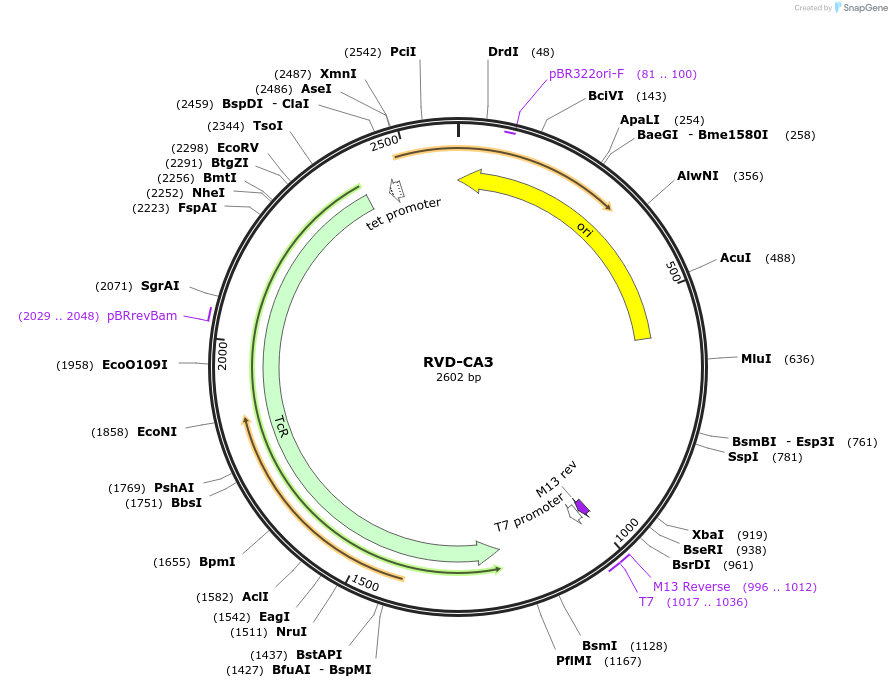 173286-plasmid-map-sequence-id-354410