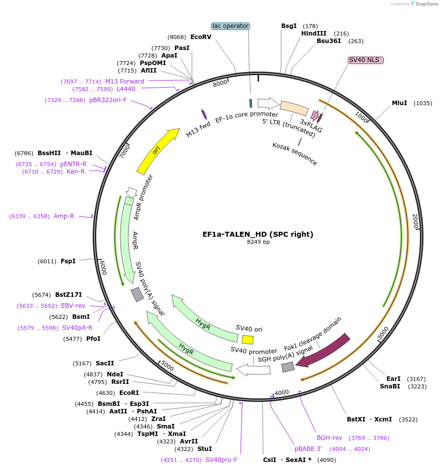 126695-plasmid-map-sequence-id-354422