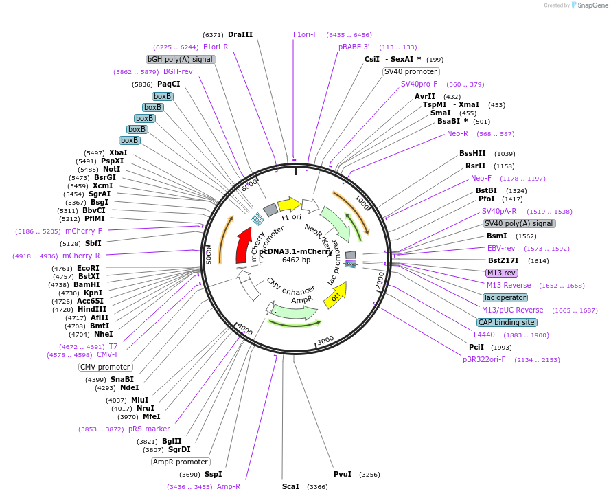 128744-plasmid-map-sequence-id-354424