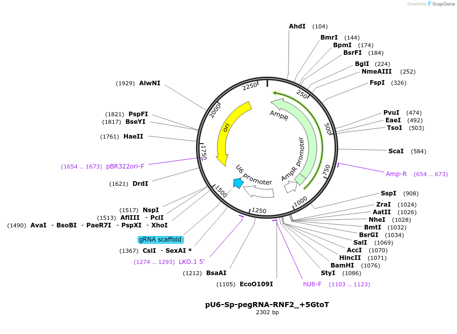 135957-plasmid-map-sequence-id-354425