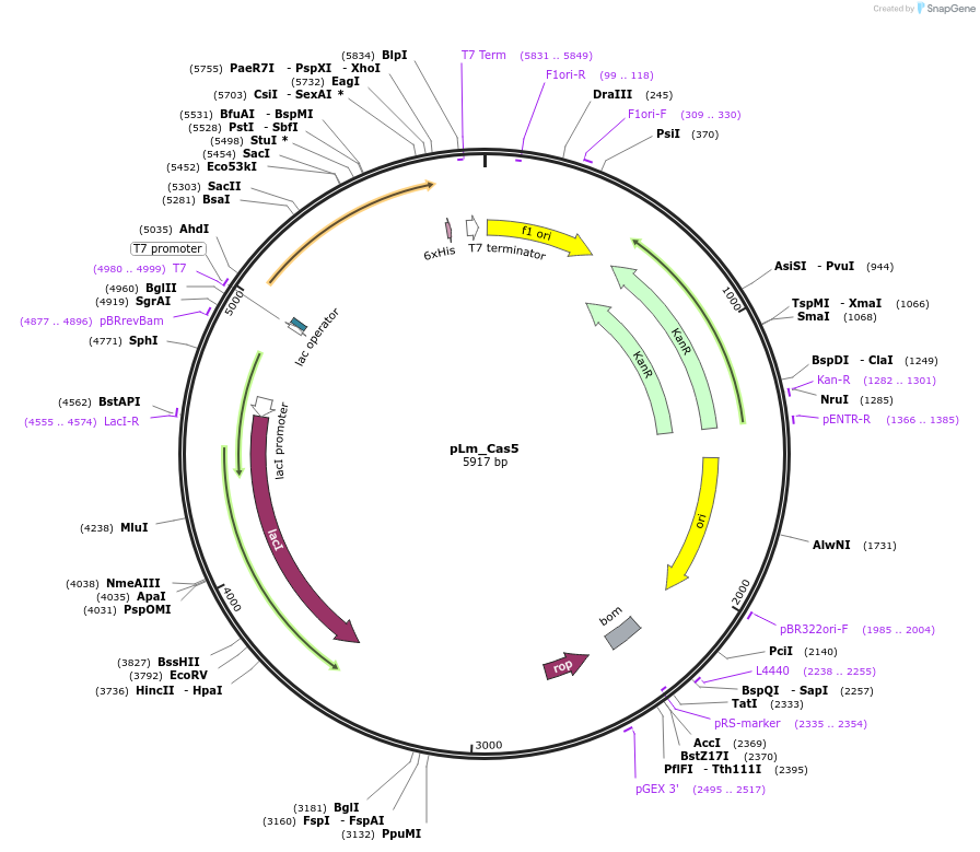 178749-plasmid-map-sequence-id-354428