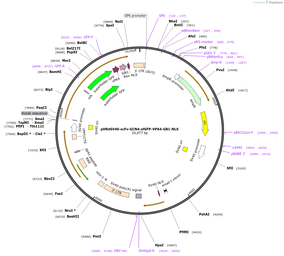 60904-plasmid-map-sequence-id-354432