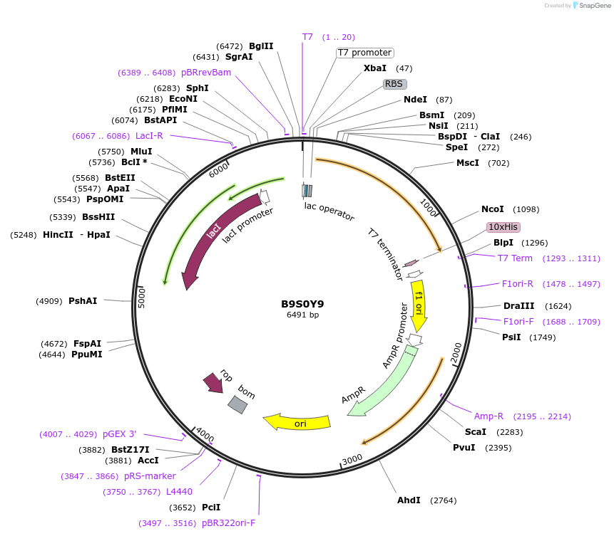 163214-plasmid-map-sequence-id-354433