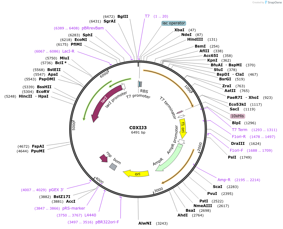 163227-plasmid-map-sequence-id-354435