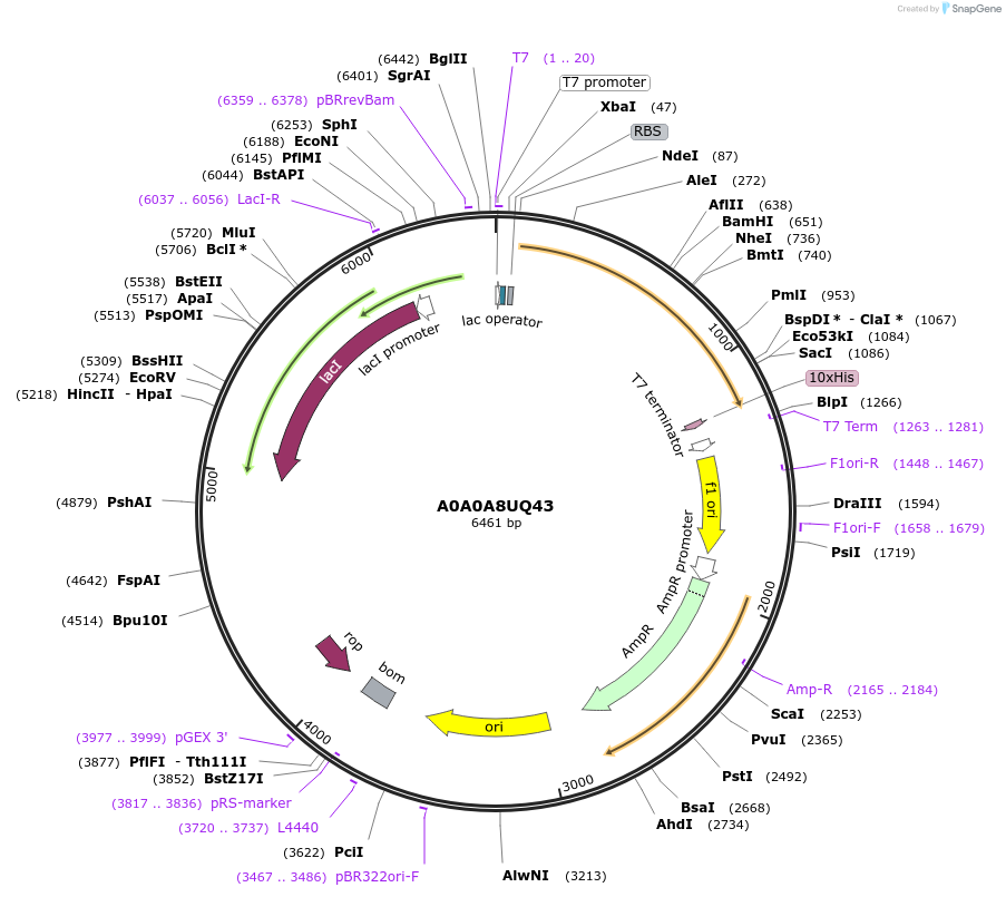 163222-plasmid-map-sequence-id-354442