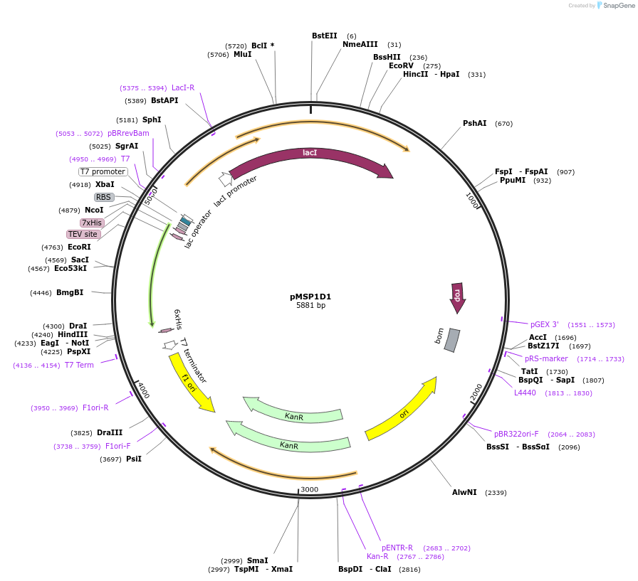 20061-plasmid-map-sequence-id-354445