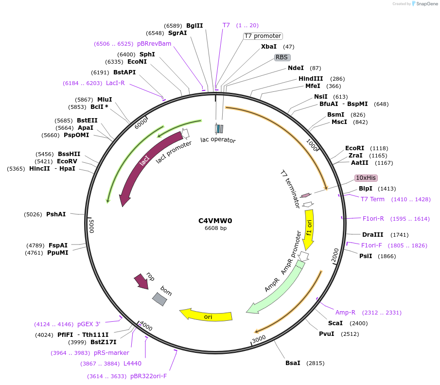 163249-plasmid-map-sequence-id-354450