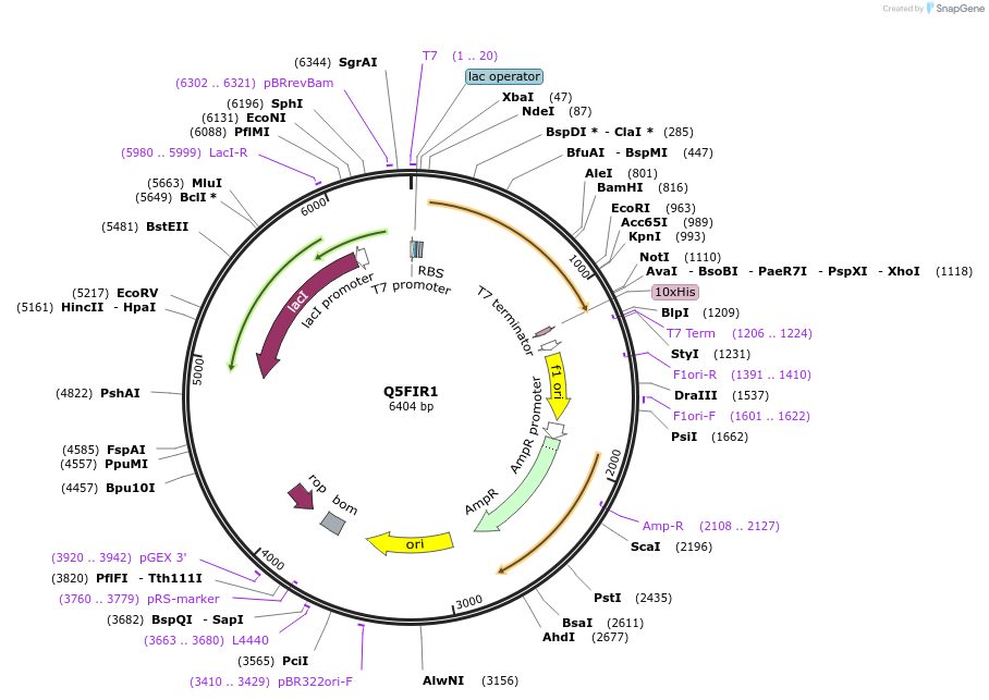 163287-plasmid-map-sequence-id-354453