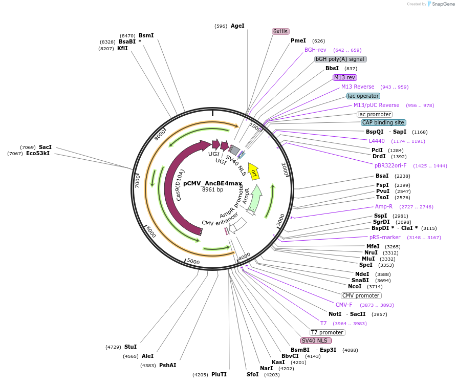 112094-plasmid-map-sequence-id-354456
