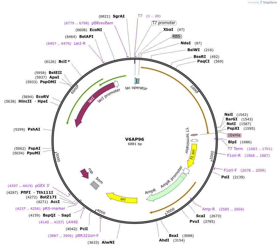 163294-plasmid-map-sequence-id-354459
